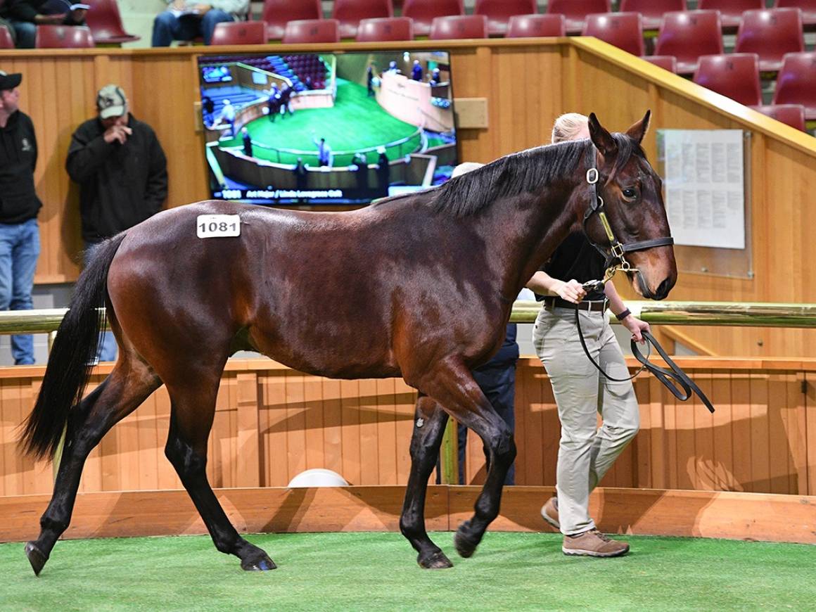 Linda Lovegrace Colt Commands $60,000 at NZB Sale
