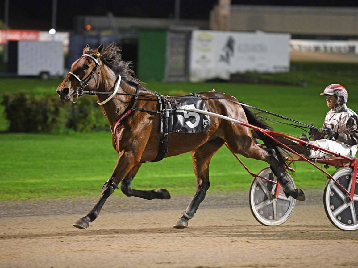 Breckon-Bred Power on Display at Alexandra Park