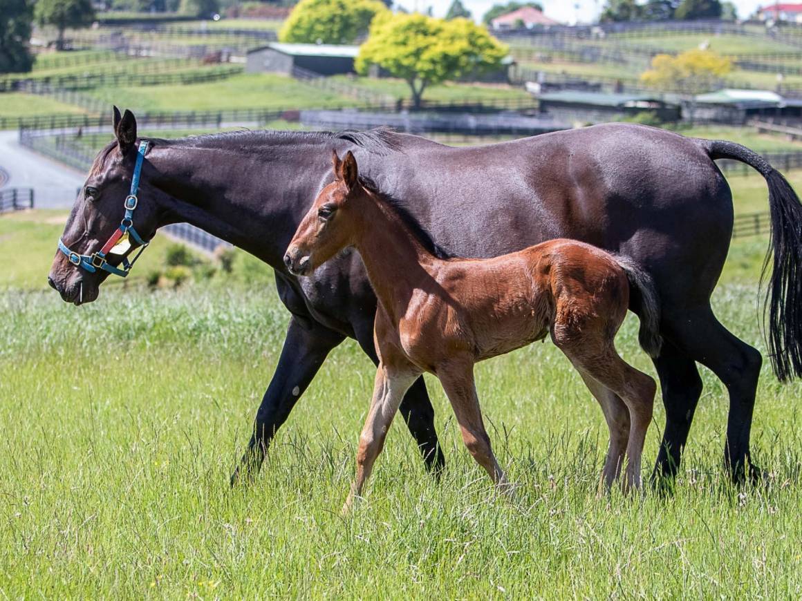 Quality Breckon Farms Broodmares Up for Auction