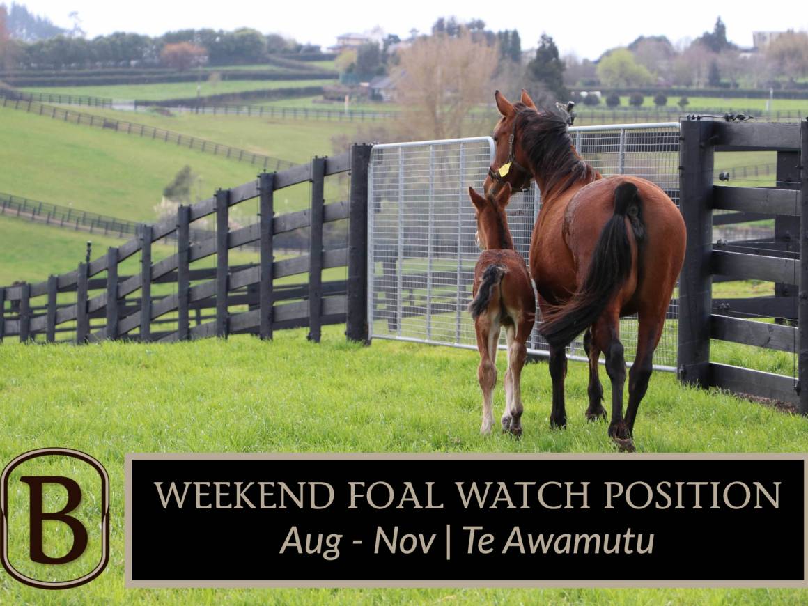 Weekend Foal Watch Position