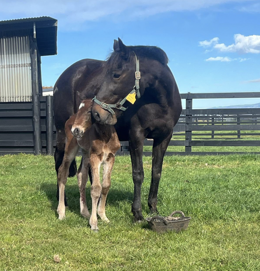 Breckon Farms Welcomes First Foals of the Season