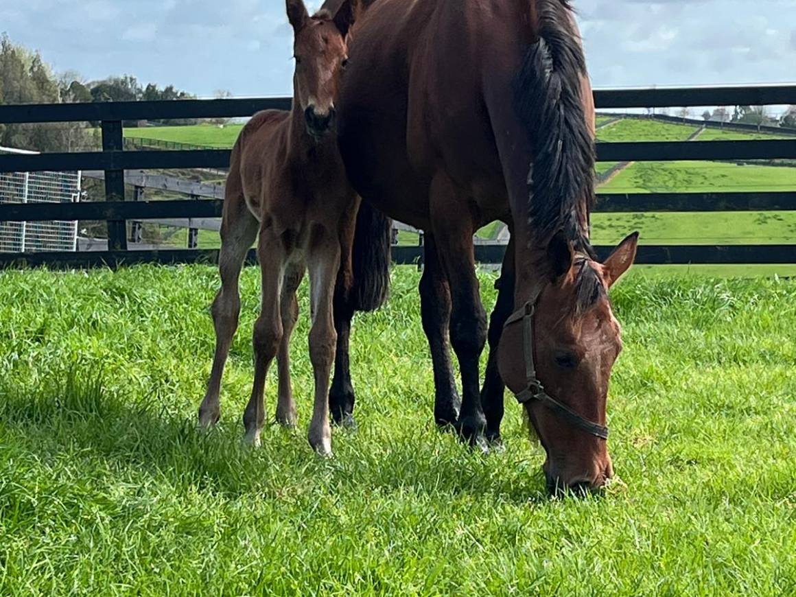 Exciting Arrival: Half-Sister to Bet N Win Born