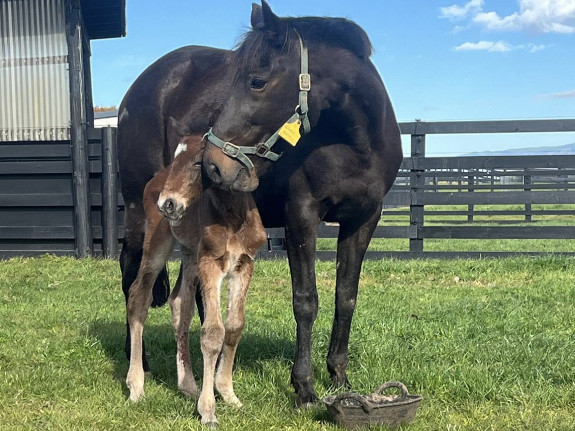 Breckon Farms Welcomes First Foals of the Season