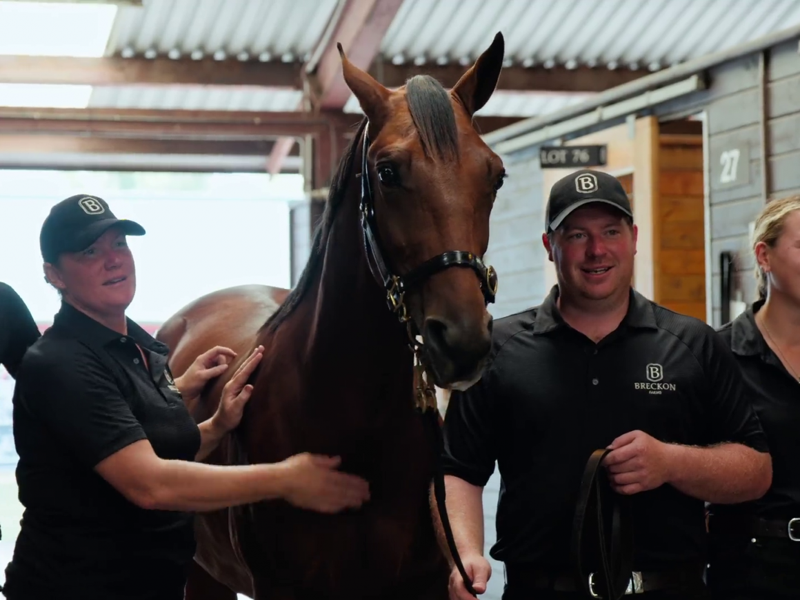 Breckon Farms NZB Standardbred Sale Wrapped